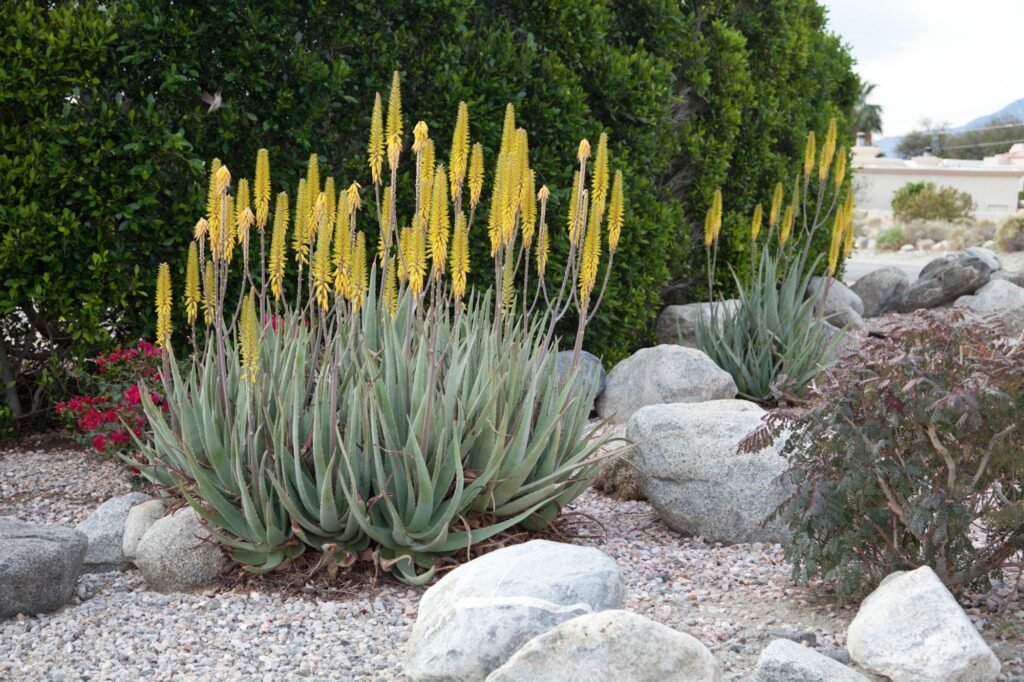 Desert rock garden with boulders, gravel and flowering aloe