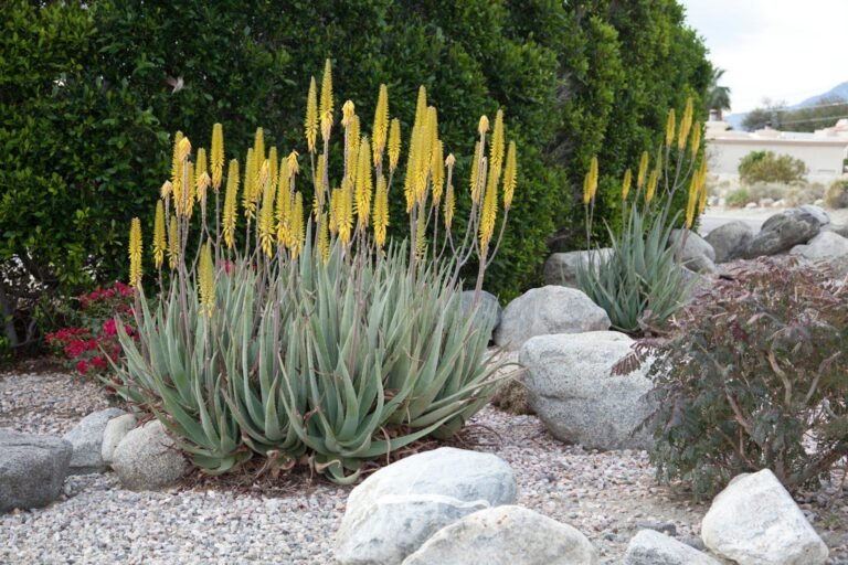 Desert rock garden with boulders, gravel and flowering aloe