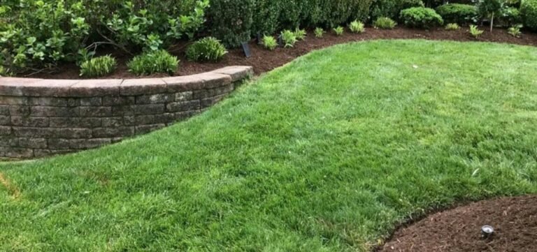 Freshly laid green lawn curving along a low stone retaining wall
