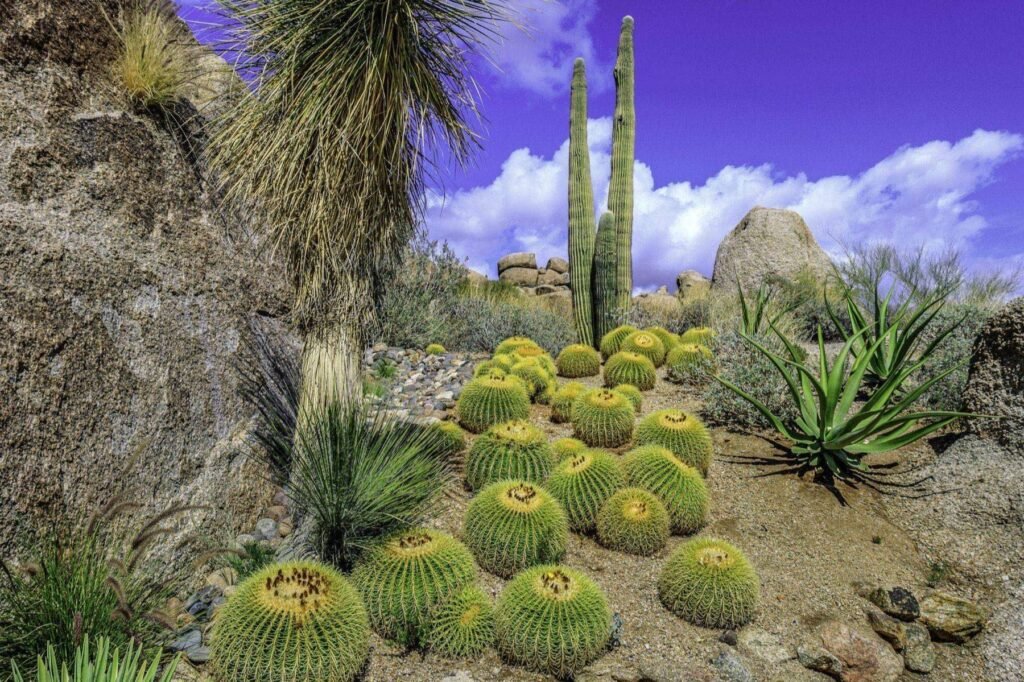 Desert garden with barrel cacti, saguaro and agave