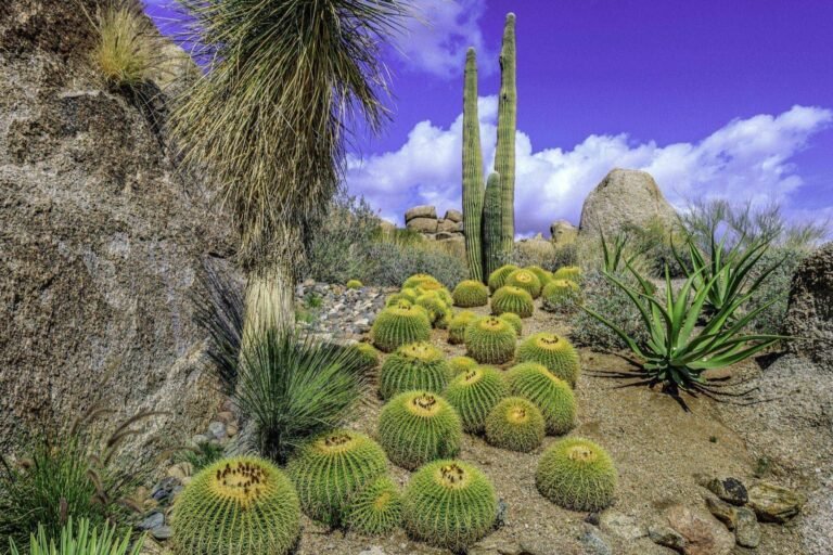 Desert garden with barrel cacti, saguaro and agave